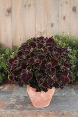 ColorBlaze Wicked Witch coleus in a nursery pot