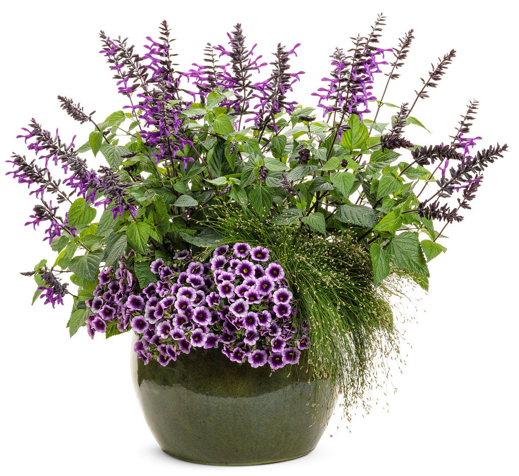 Rockin' Deep Purple salvia with purple blooms in a pot