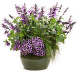 Rockin' Deep Purple salvia with purple blooms in a pot