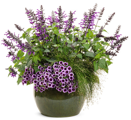 Rockin' Deep Purple salvia with purple blooms in a pot