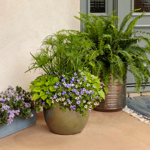 Sweet Caroline Sweetheart Lime sweet potato vine in a pot
