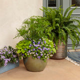 Sweet Caroline Sweetheart Lime sweet potato vine in a pot