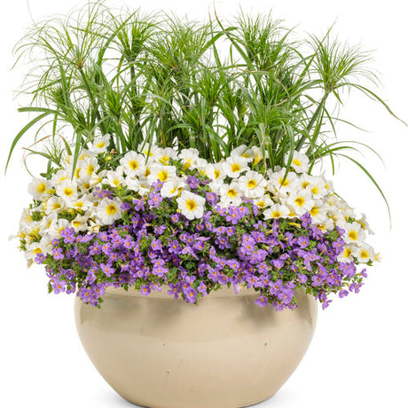 Superbells Over Easy calibrachoa in a pot with yellow blooms