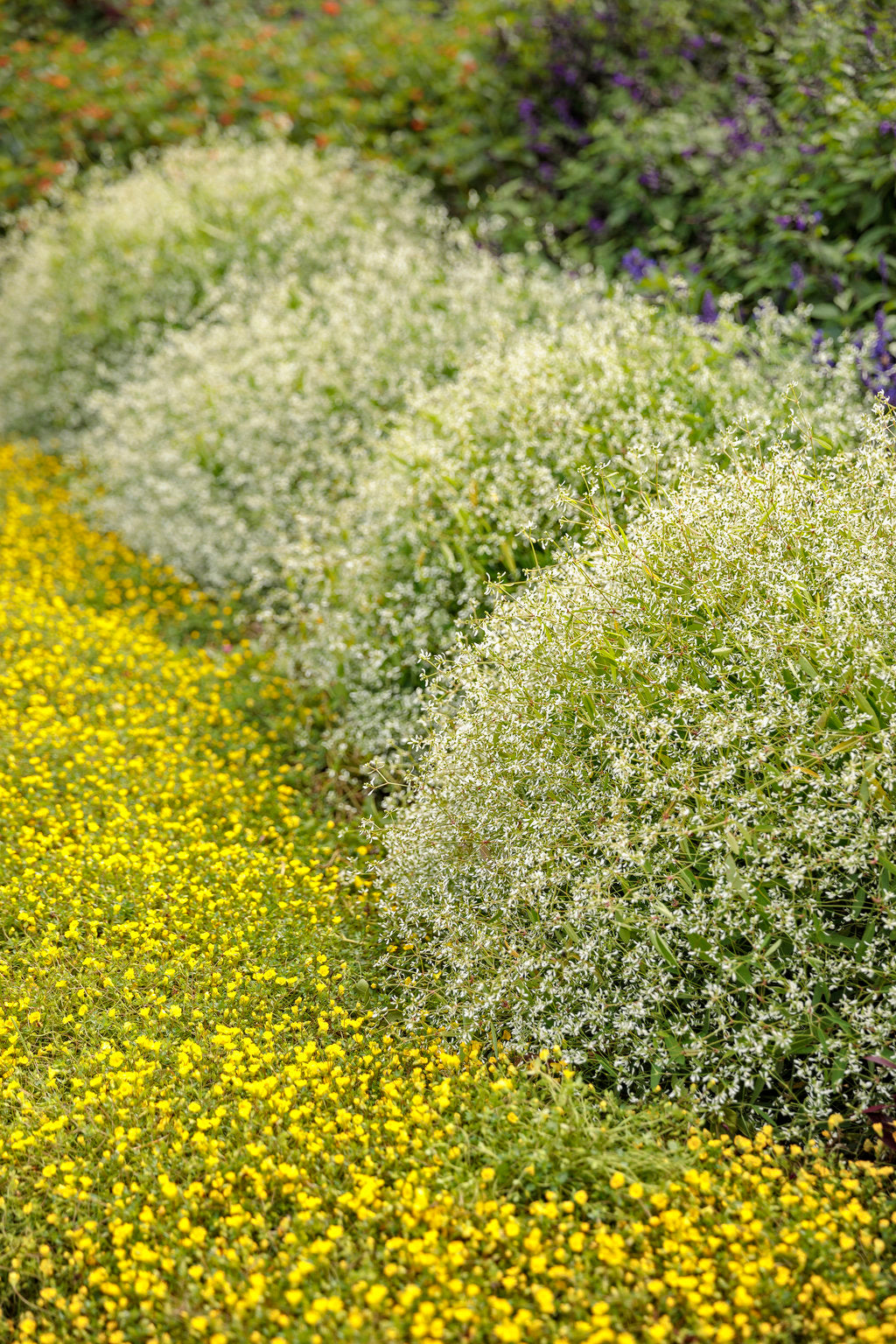 Diamond Mountain® Euphorbia | Proven Winners® – Creekside Nursery, Inc