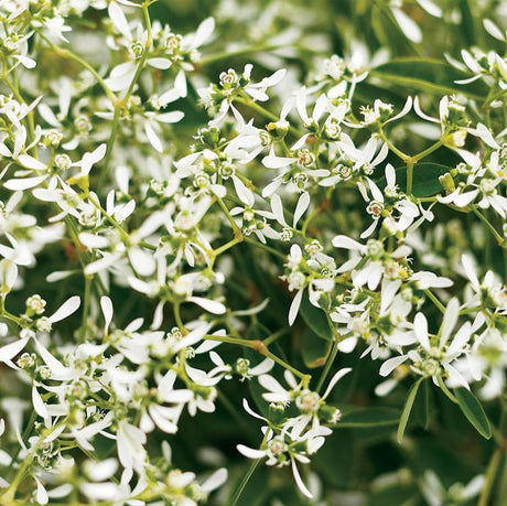 Diamond Frost euphorbia in a pot with delicate white blooms