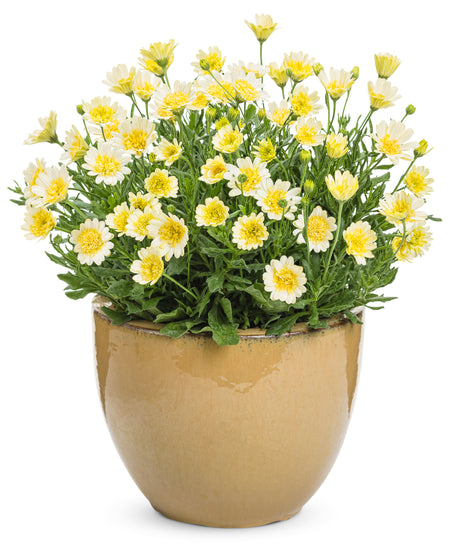 Bright Lights Double Moonglow osteospermum in bloom in a pot