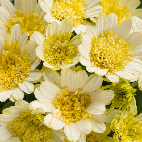 Bright Lights Double Moonglow osteospermum in bloom in a pot