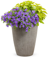 Endless Illumination Browallia in a small pot