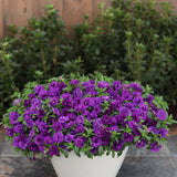Superbells® Double Blue | Proven Winners