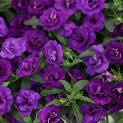 Superbells® Double Blue | Proven Winners