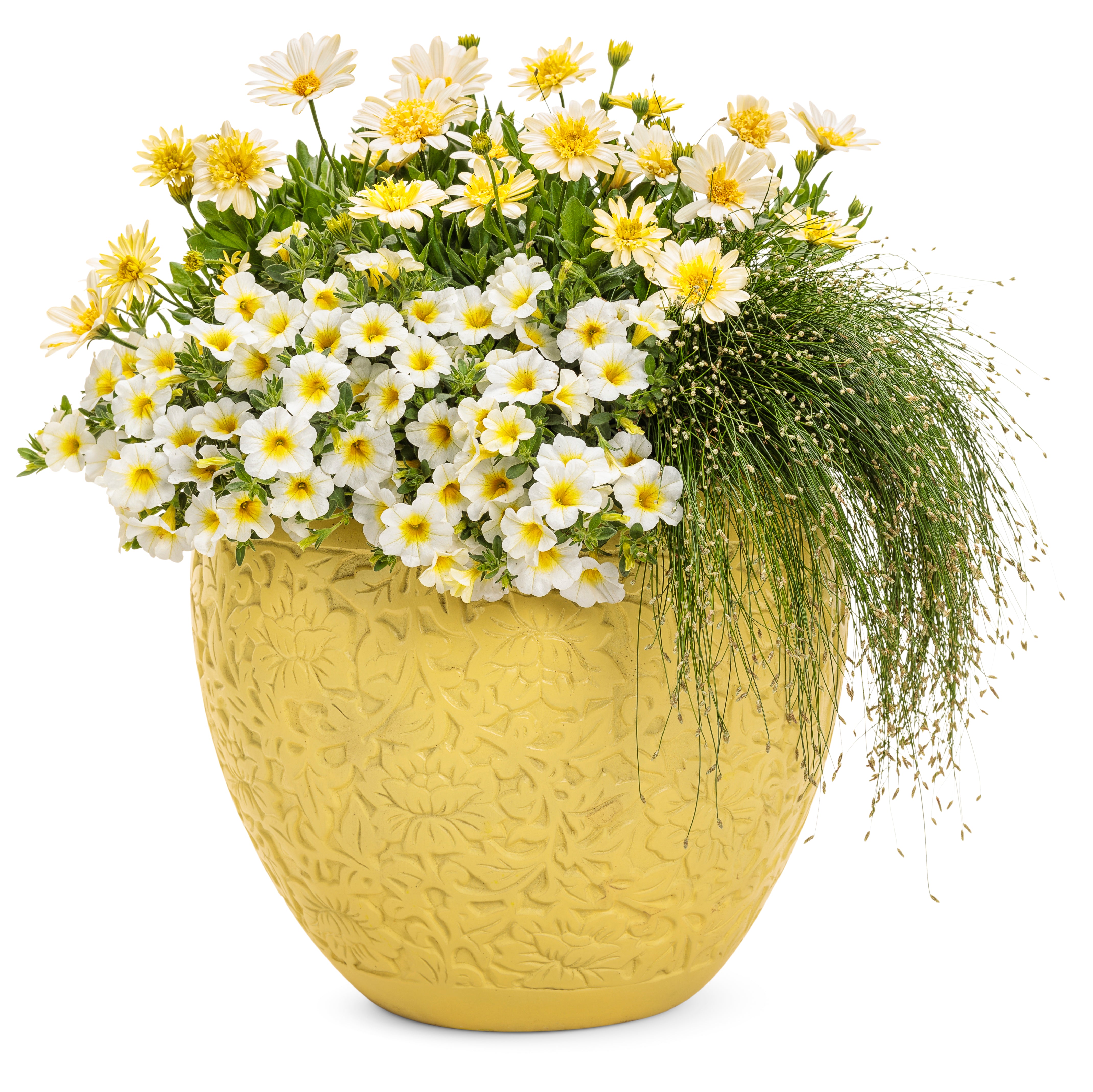 Bright Lights™ Double Moonglow Osteospermum | Proven Winners