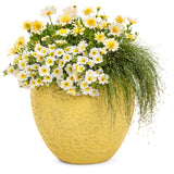 Bright Lights Double Moonglow osteospermum in bloom in a pot