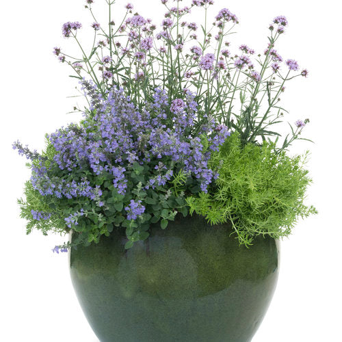 Meteor Shower verbena in a container with purple blooms
