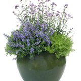 Meteor Shower verbena in a container with purple blooms