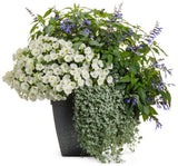 Blue Salvia flowers with purple stems in a black pot