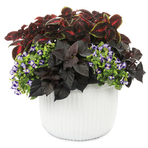 Black sweet potato vine in a pot with trailing leaves