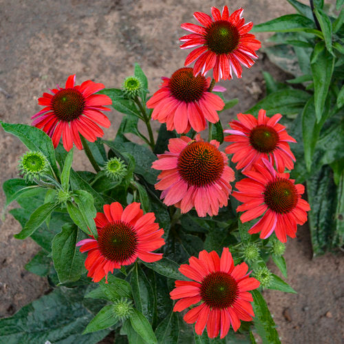 Blooming scarlet coneflower in a nursery pot
