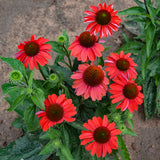 Blooming scarlet coneflower in a nursery pot