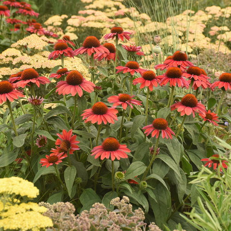 Frankly Scarlet' coneflower in a container with red blooms