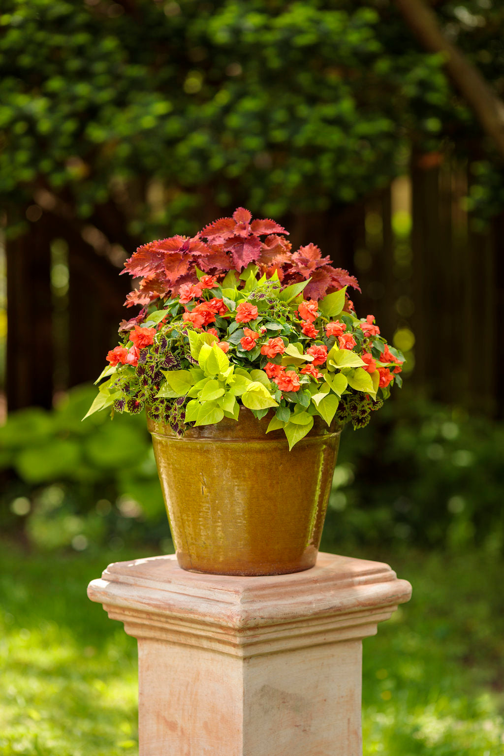 ColorBlaze® Wicked Hot™ Coleus | Proven Winners® – Creekside