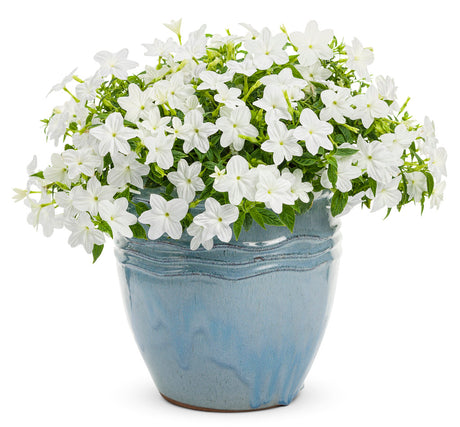 Endless™ Flirtation Browallia in a pot with purple flowers