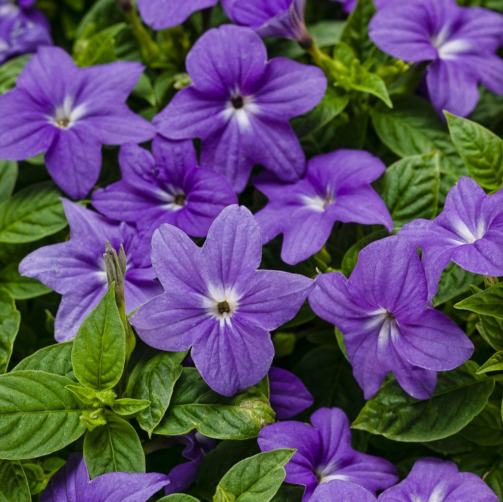 Endless Illumination Browallia in a pot with blue-purple flowers