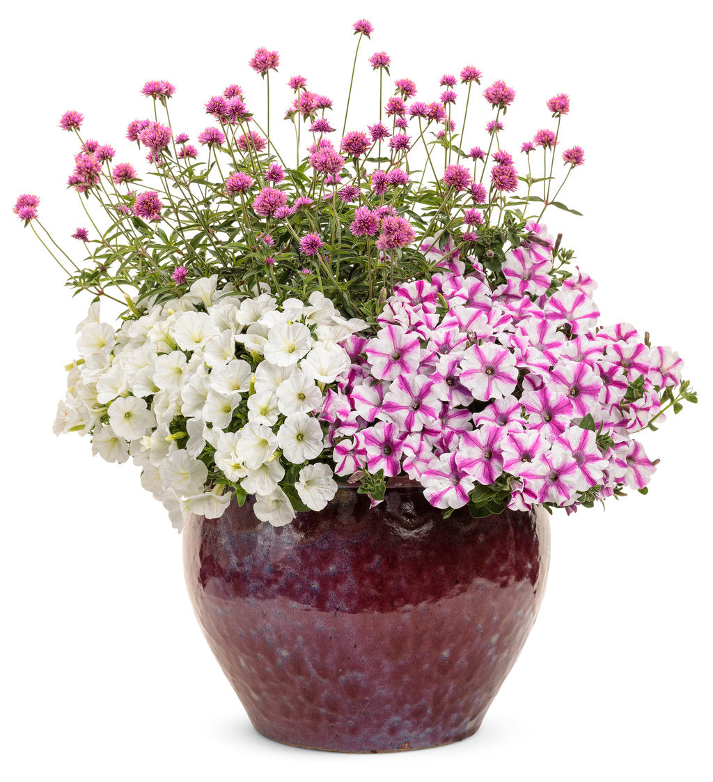 Pink gomphrena flowers in a nursery pot