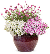 Pink gomphrena flowers in a nursery pot