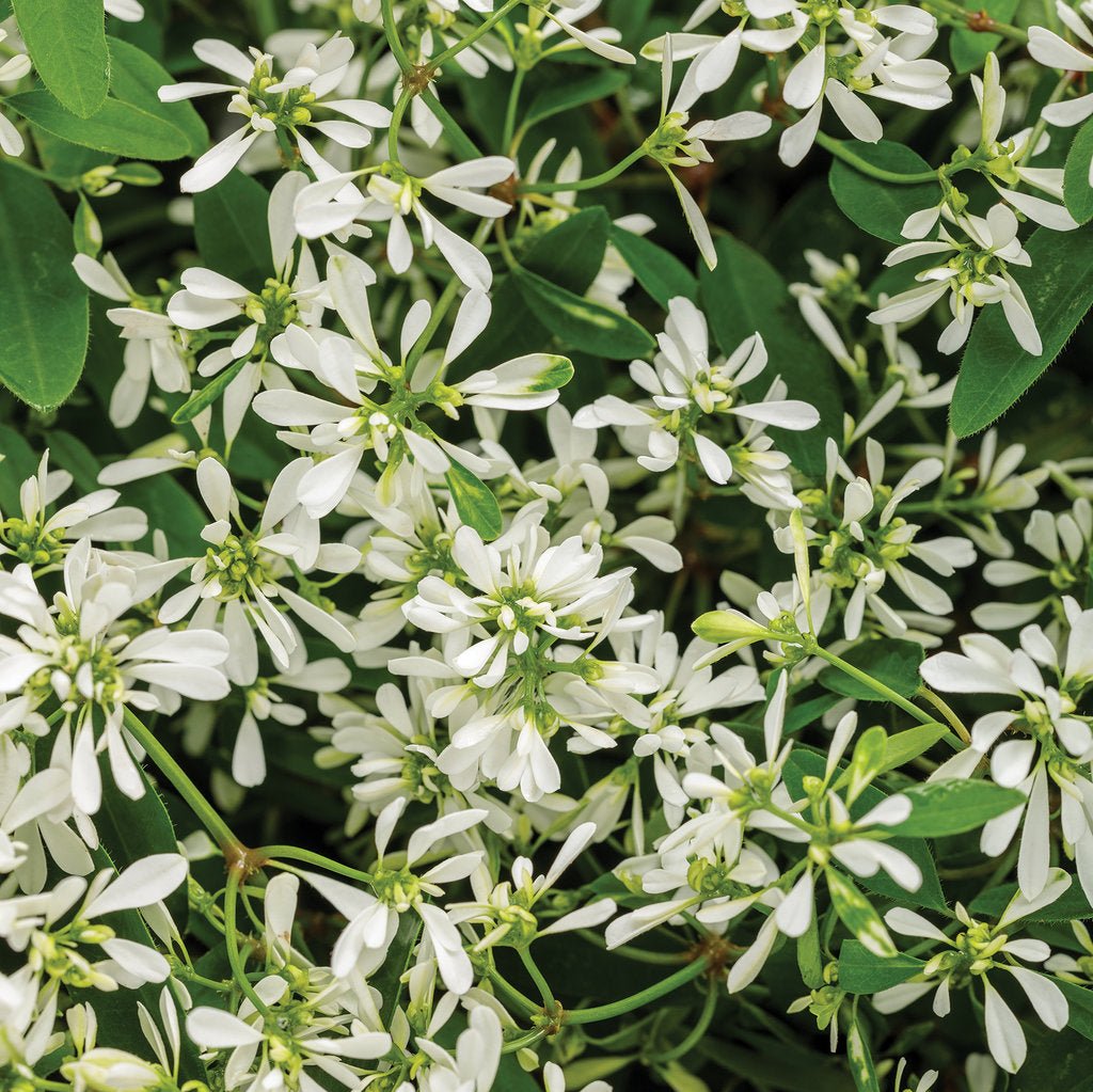 Diamond Snow euphorbia in bloom in a pot
