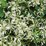 Diamond Snow euphorbia in bloom in a pot