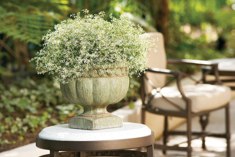 Diamond Frost® Euphorbia