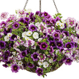 Superbells® White | Proven Winners