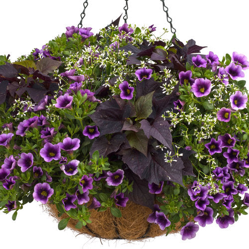Trailing sweet potato vine with dark purple leaves in a pot