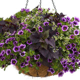Trailing sweet potato vine with dark purple leaves in a pot