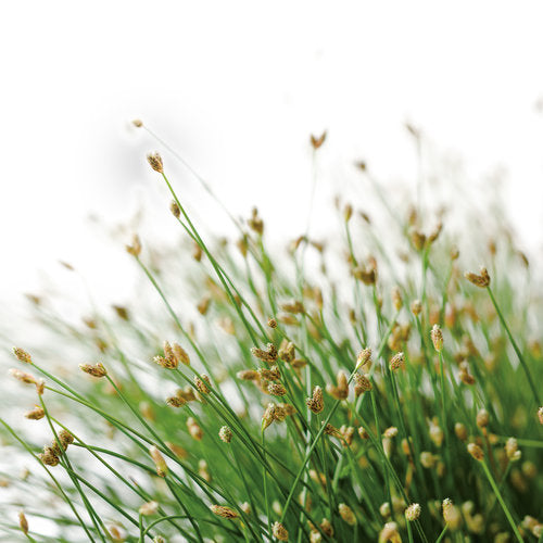 Fiber optic grass in a black nursery pot