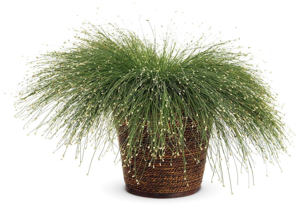 Graceful Grasses fiber optic grass in a nursery pot