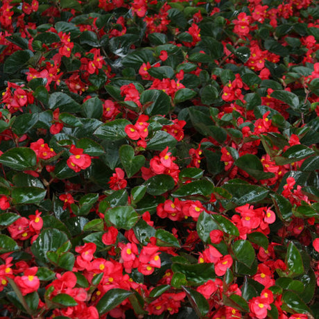 Surefire red begonia in a pot with red blooms