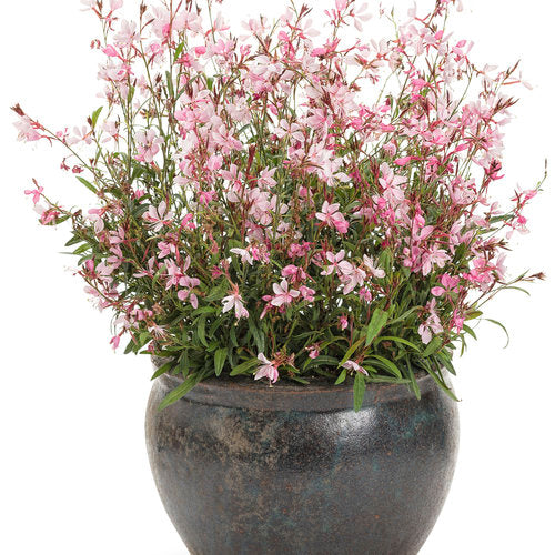 Karalee Petite Pink gaura with pink flowers in a pot