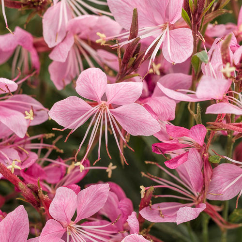 Karalee Petite Pink gaura in a pot with pink flowers