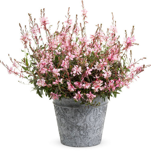 Pink picotee gaura flowers in a nursery pot