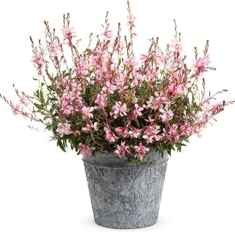 Pink picotee gaura flowers in a nursery pot