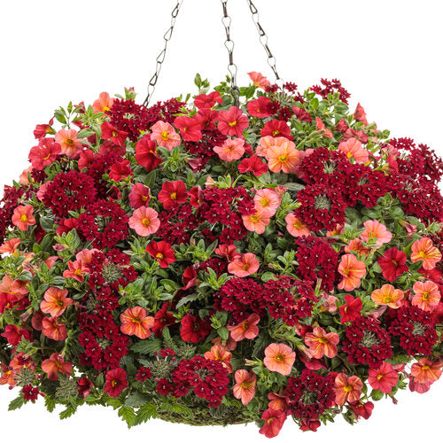Superbena Royale® Romance Verbena | Proven Winners® – Creekside