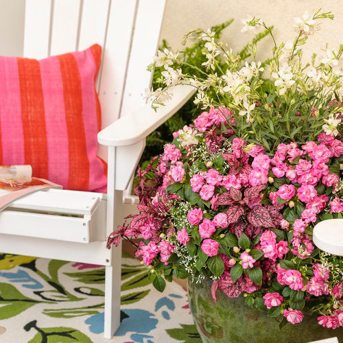 Pink double impatiens blooms in a nursery pot
