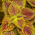 ColorBlaze Golden Dreams coleus in a nursery pot