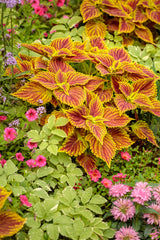 Golden Dreams coleus with golden green leaves in a pot
