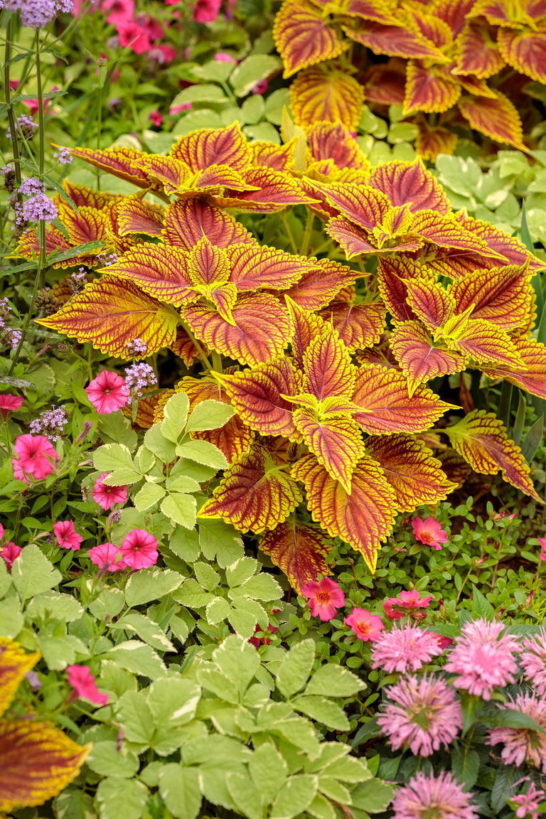 ColorBlaze® Golden Dreams™ Coleus