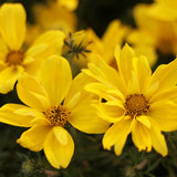 Goldilocks Rocks bidens in a pot with yellow flowers