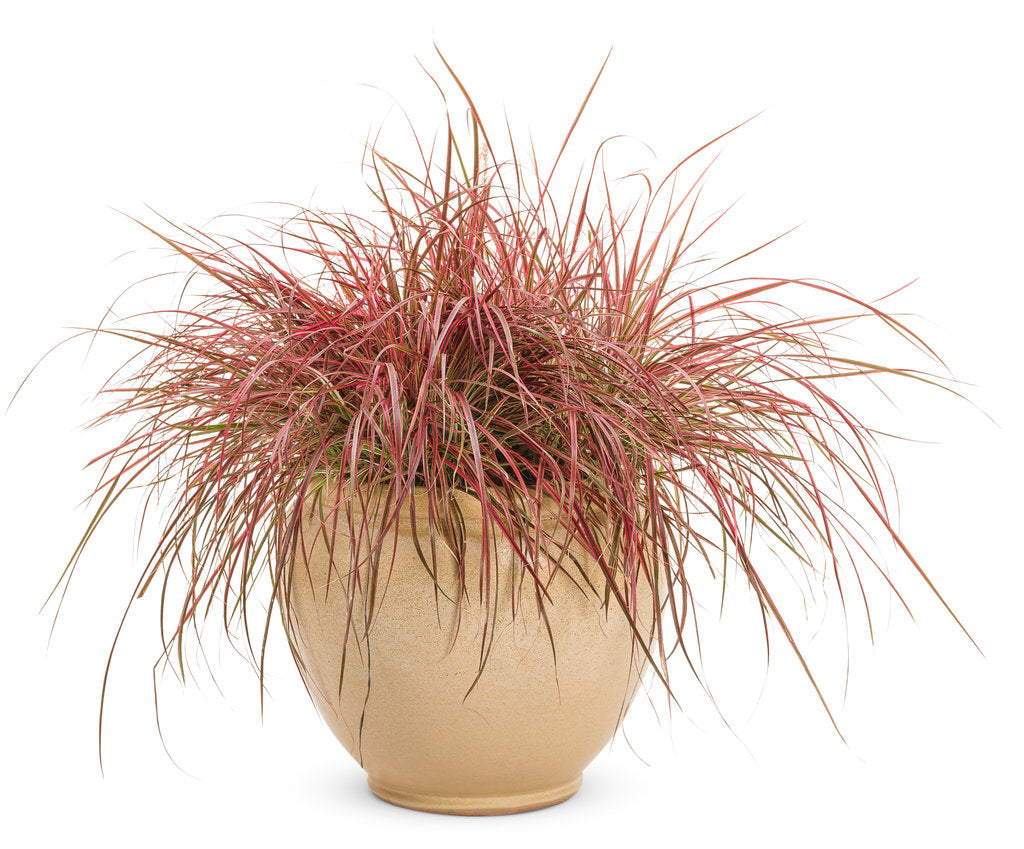 Proven Winners Graceful Grasses Fireworks - Thumbnail 2