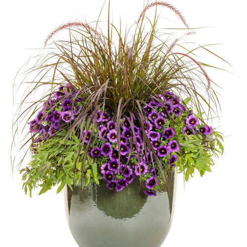 Superbells® Grape Punch™ | Proven Winners