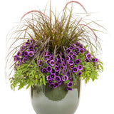 Superbells® Grape Punch™ | Proven Winners